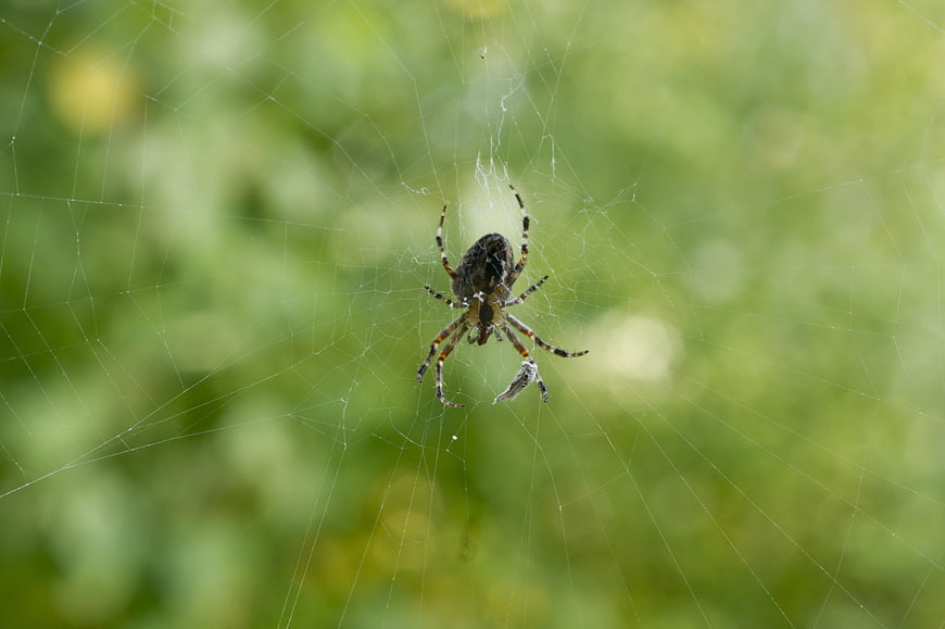 Garden Spider on Web with Captured Prey