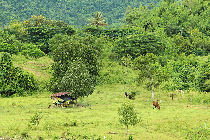 Lush green hillside pasture with grazing cows and rustic shelter