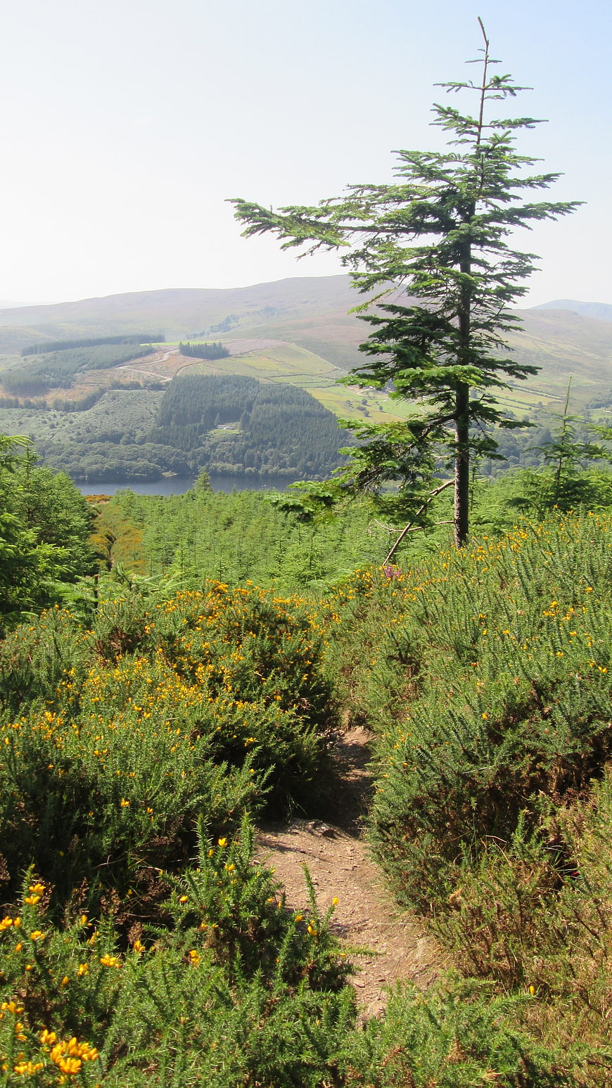 Narrow hiking trail through gorse bushes with mountain lake view