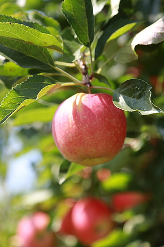 Ripe Red Apple Hanging On A Tree Branch In An Orchard