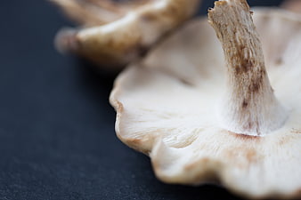 Macro Shot of Oyster Mushroom Gills on Dark Slate