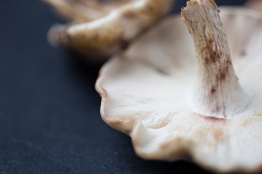 Macro Shot of Oyster Mushroom Gills on Dark Slate