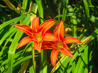 Vibrant Orange Daylilies Blooming in Sunlight