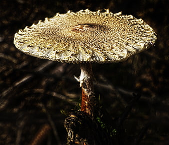 Close-up of textured parasol mushroom in forest