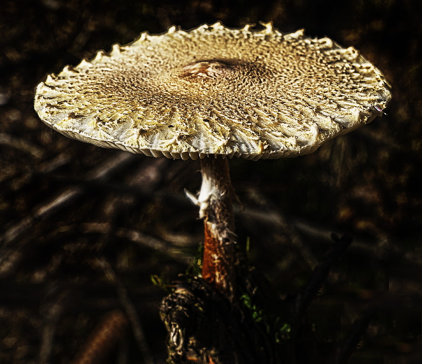 Close-up of textured parasol mushroom in forest
