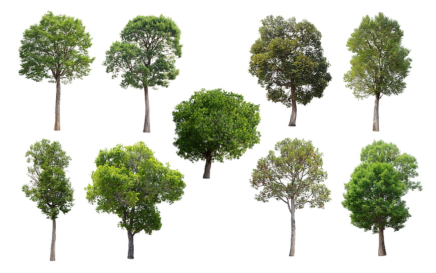 Collection of nine isolated green deciduous trees on white background