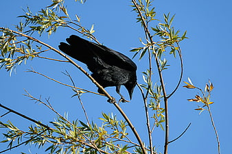 Black Crow Perched on Willow Branch Against Blue Sky
