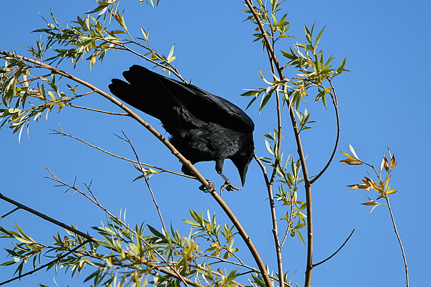 Black Crow Perched on Willow Branch Against Blue Sky