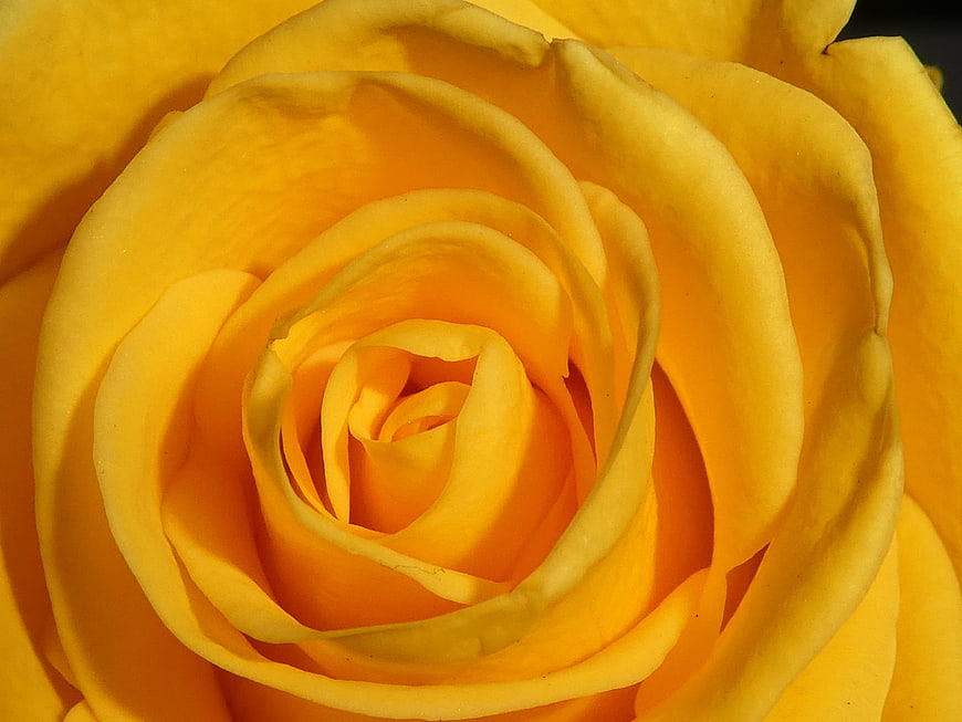 Close-up of a vibrant yellow rose bloom