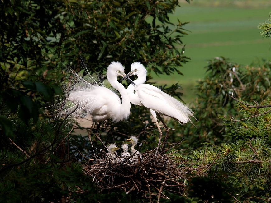 Snowy Egrets Mating Ritual with Chicks in Nest