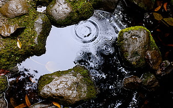 Raindrops creating ripples in a mossy rock pool