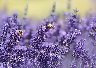 Honeybees Pollinating Purple Lavender Flowers in a Field