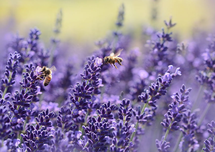 Honeybees Pollinating Purple Lavender Flowers in a Field
