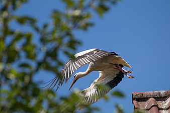 White Stork Landing on Roof Against Blue Sky
