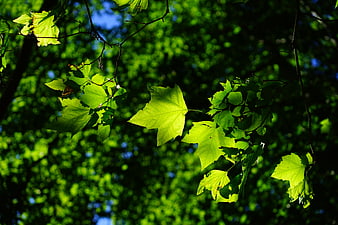 Sunlit Sycamore Leaves Against Green Forest Background
