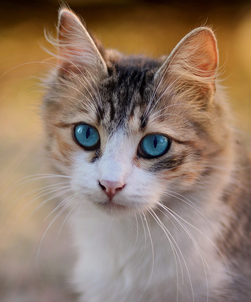 Close-up portrait of a fluffy cat with striking blue eyes