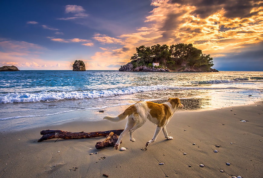 Dog Walking on Sandy Beach at Sunset with Island Background