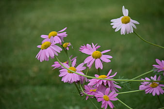 Pink daisies with yellow centers on green stems
