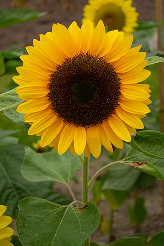 Vibrant Yellow Sunflower Close-Up in Garden