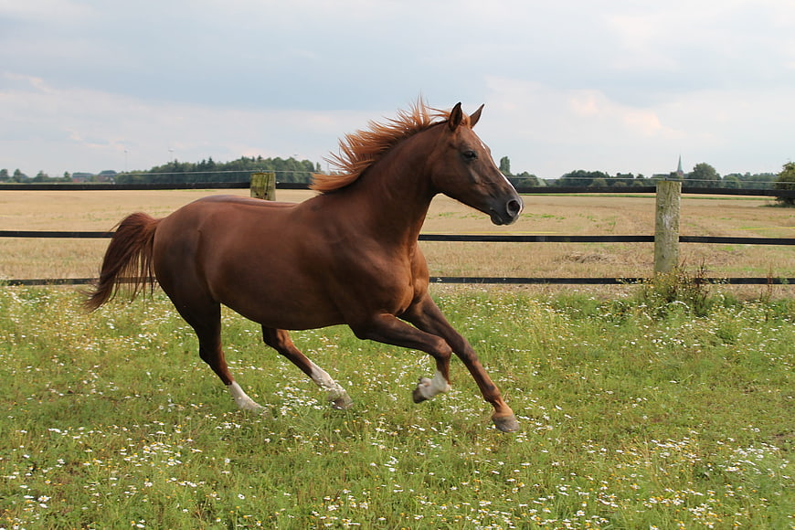 Brown Horse Galloping in Green Pasture