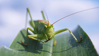 Close-up of a green grasshopper on a leaf