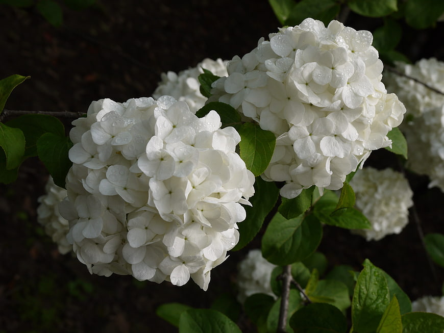 White hydrangea flowers with water droplets on green leaves