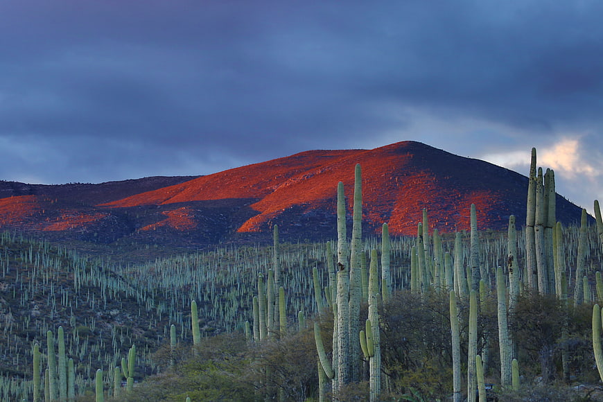 Saguaro Cactus Desert Landscape with Sunset Mountain