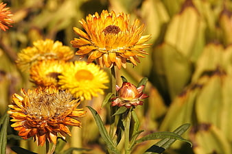 Close-up of vibrant yellow and orange strawflowers in sunlight