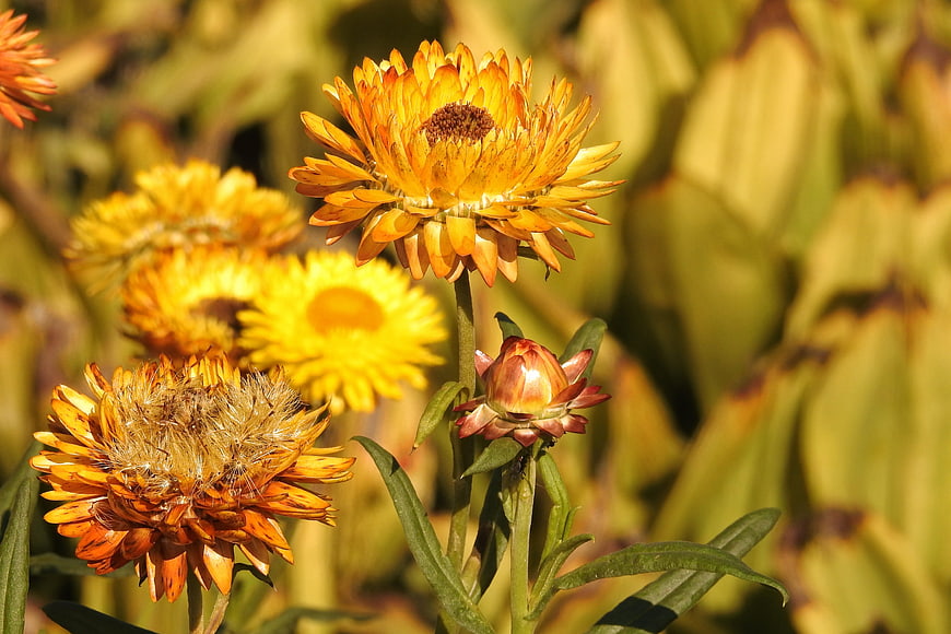 Close-up of vibrant yellow and orange strawflowers in sunlight