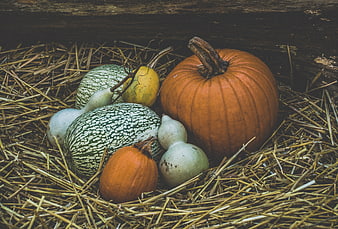 Autumn Harvest Pumpkins and Gourds on Hay
