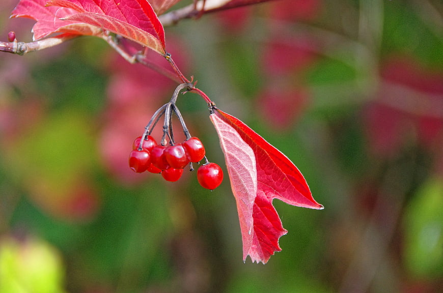 Red Viburnum Berries and Leaves in Autumn