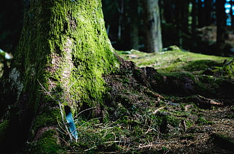 Mossy Tree Trunk with Blue Feather in Forest