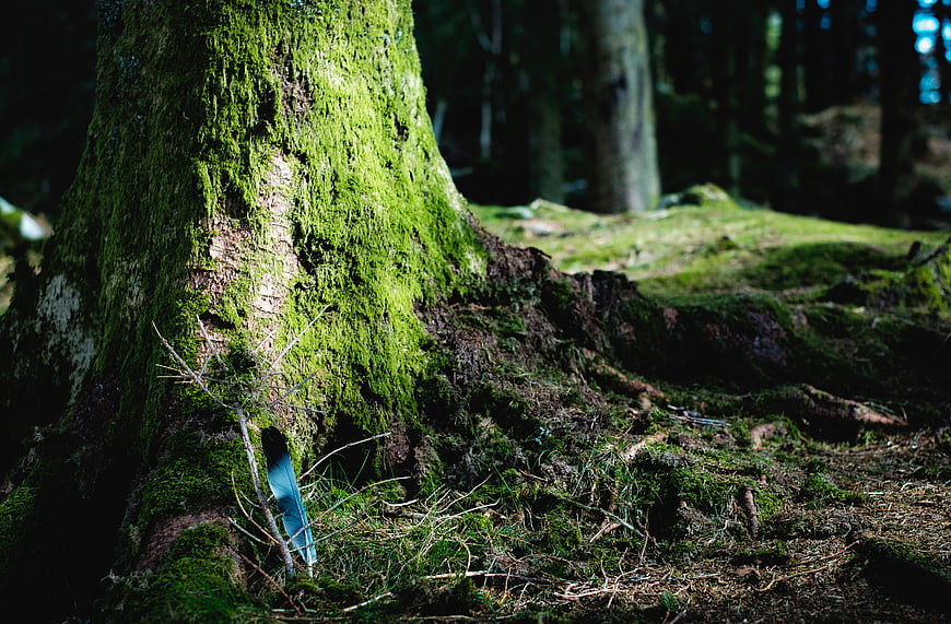 Mossy Tree Trunk with Blue Feather in Forest