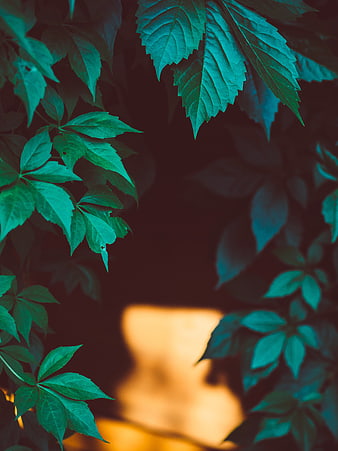 Teal Green Leaves Framing Blurred Background