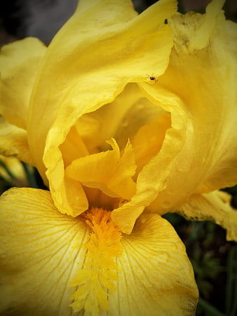 Close-up of a vibrant yellow iris flower with detailed petals