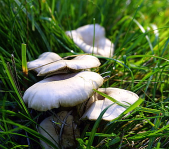 Cluster of white mushrooms growing in green grass