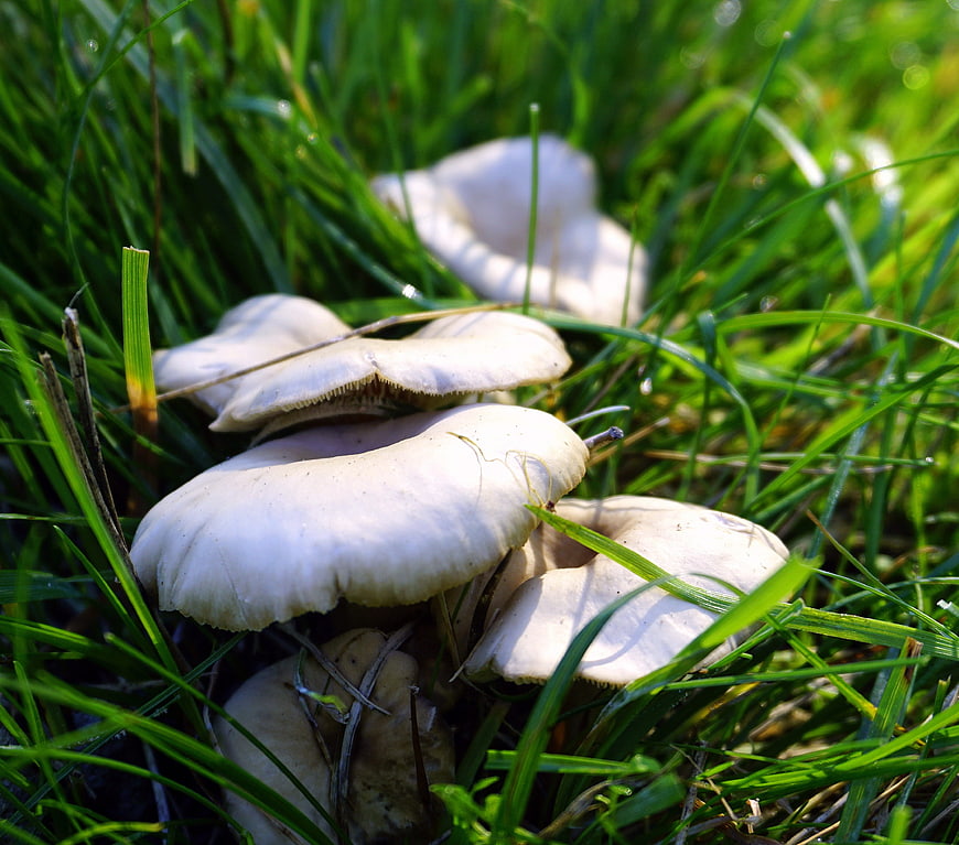 Cluster of white mushrooms growing in green grass
