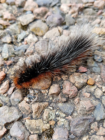 Close-up of fuzzy woolly bear caterpillar crawling on gravel