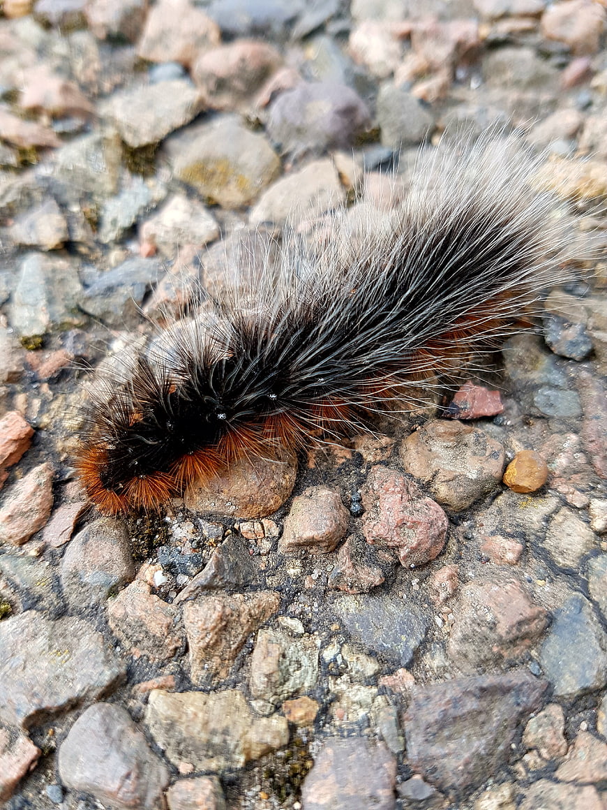 Close-up of fuzzy woolly bear caterpillar crawling on gravel