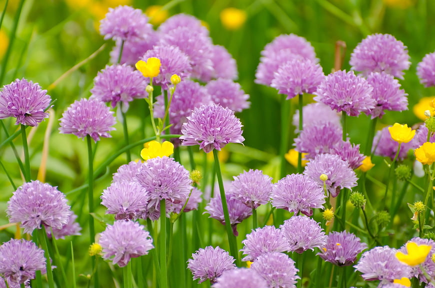 Purple Chive Flowers and Yellow Buttercups in Meadow