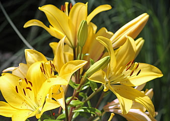 Vibrant yellow lilies blooming in a garden