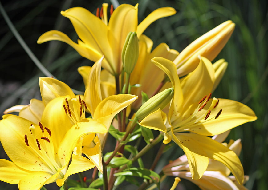 Vibrant yellow lilies blooming in a garden