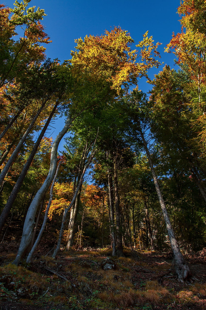 Low angle view of tall trees with autumn foliage against blue sky