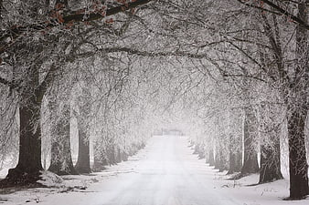 Snowy Tree Avenue Winter Landscape