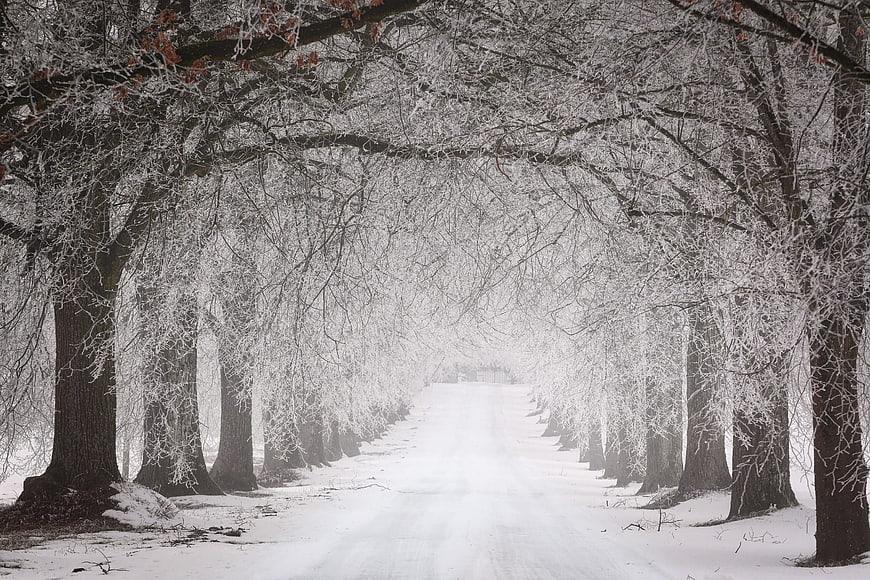 Snowy Tree Avenue Winter Landscape