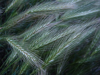 Close-up of green barley stalks with long awns