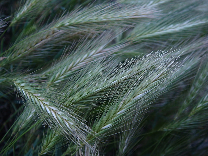 Close-up of green barley stalks with long awns