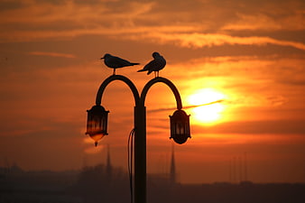Silhouette of Two Birds on Street Lamp at Sunset