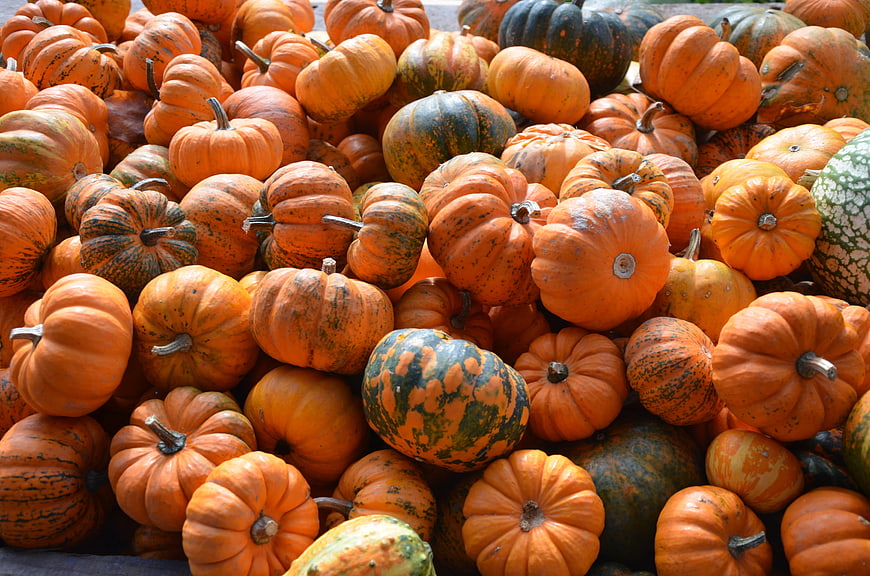 Pile of colorful autumn pumpkins and gourds