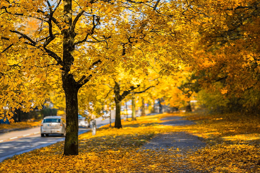 Golden Autumn Trees Lining a Scenic Roadway